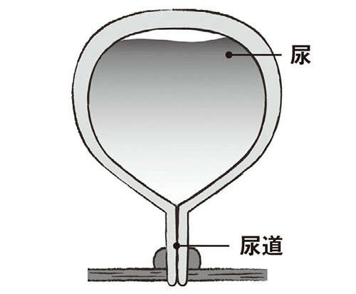 「夜間頻尿」の原因と対策。改善するセルフケア法を、泌尿器科医の吉田正貴先生が解説（3）
