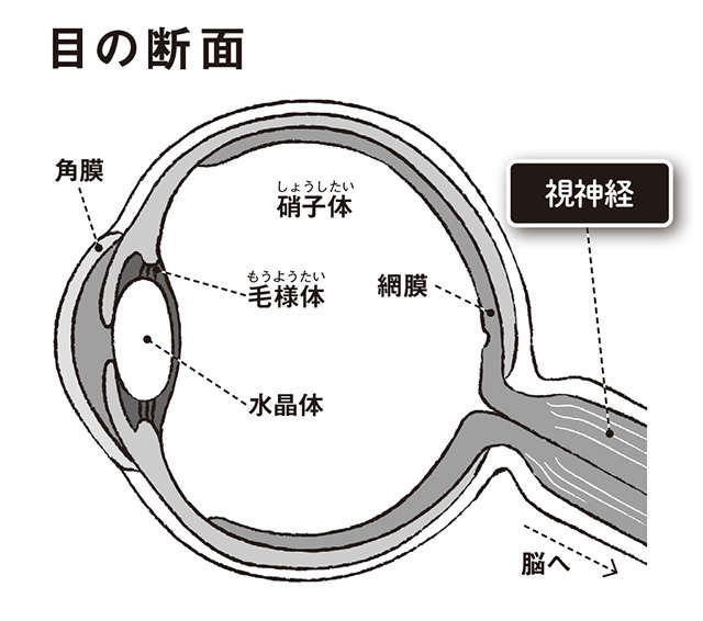 加齢に伴い発症しやすくなる「緑内障」。原因や治療法を眼科医の谷戸正樹先生が解説（2）