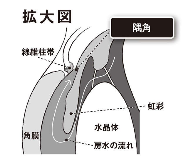 加齢に伴い発症しやすくなる「緑内障」。原因や治療法を眼科医の谷戸正樹先生が解説（3）
