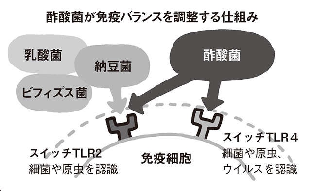 にごり酢（酢酸菌）で全身の免疫活性化！乳酸菌との相乗効果も【医師の石原新菜先生が解説】（3）