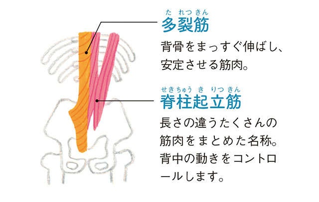 従来の腹筋運動より効果大。ヨガインストラクター考案、おなか周りがスッキリする「そるだけ体操」（4）