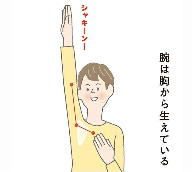 肩こり改善！腕を胸から使えば肩の筋肉がやわらかくなる【イラストを見れば体が整う】（1）