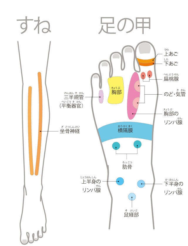 【足裏の専門家が伝授】ここを押して痛いと要注意！足全体のゾーンマップ（4）