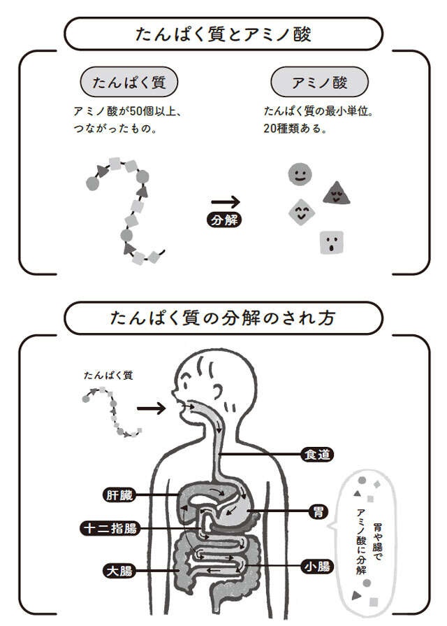 「たんぱく質」はただ食べるだけではNG！ 体を変えるのは「吸収されやすいたんぱく質」（3）