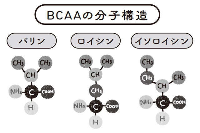 【長生きの重要成分】BCAAについて医師が解説。筋肉・疲労回復・肝機能を支える「信頼の成分」（3）