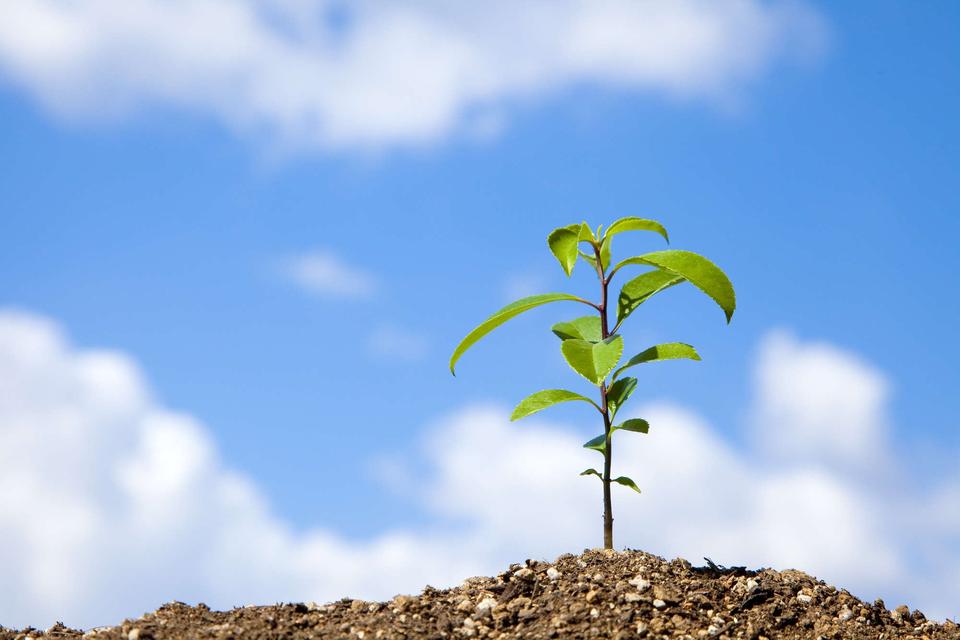 「私の人生は何だったのか」と思わずに晩年を生きるために。「次世代のために木を植える」【哲学者・岸見一郎さん】（2）