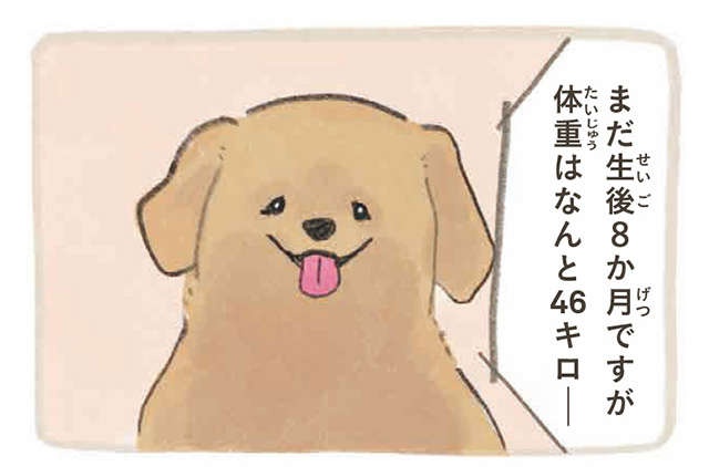 ふわふわポメラニアンに埋もれたい!? 可愛い妄想が止まらない...／ふわふわポメのぽぽち（2）