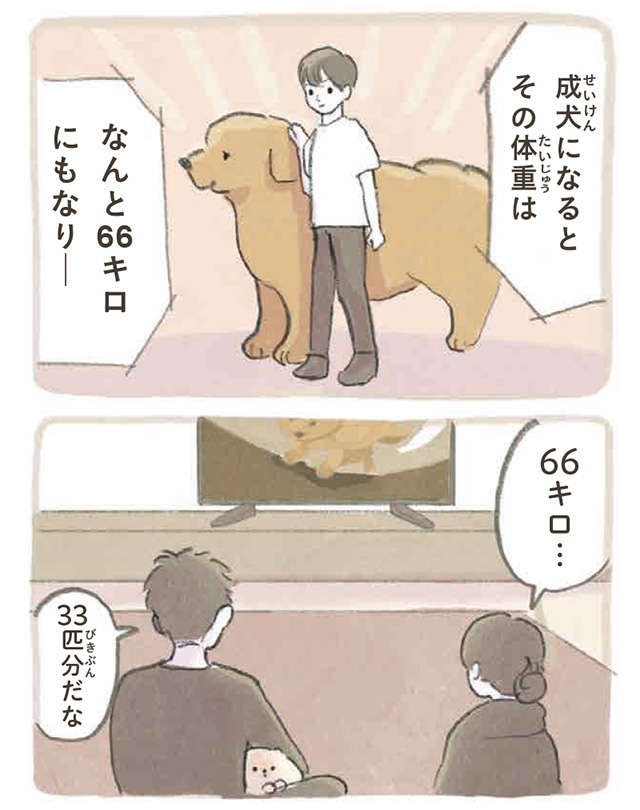 ふわふわポメラニアンに埋もれたい!? 可愛い妄想が止まらない...／ふわふわポメのぽぽち（5）