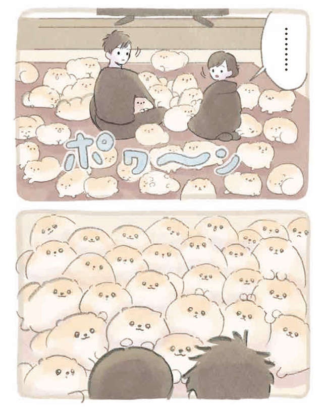 ふわふわポメラニアンに埋もれたい!? 可愛い妄想が止まらない...／ふわふわポメのぽぽち（6）