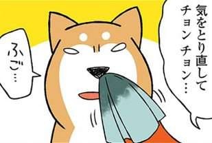 鼻がカッピカピな愛犬。飼い主が濡らそうとしたら「とんでもないこと」に!? ／ドヤ顔柴犬どんぐり（1）