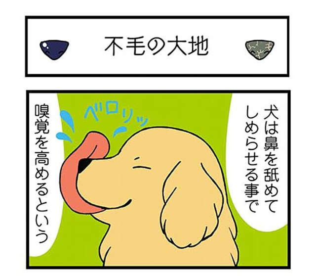 鼻がカッピカピな愛犬。飼い主が濡らそうとしたら「とんでもないこと」に!? ／ドヤ顔柴犬どんぐり（2）