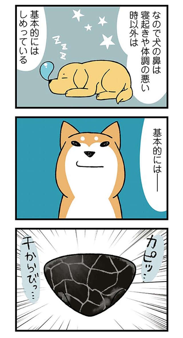 鼻がカッピカピな愛犬。飼い主が濡らそうとしたら「とんでもないこと」に!? ／ドヤ顔柴犬どんぐり（3）
