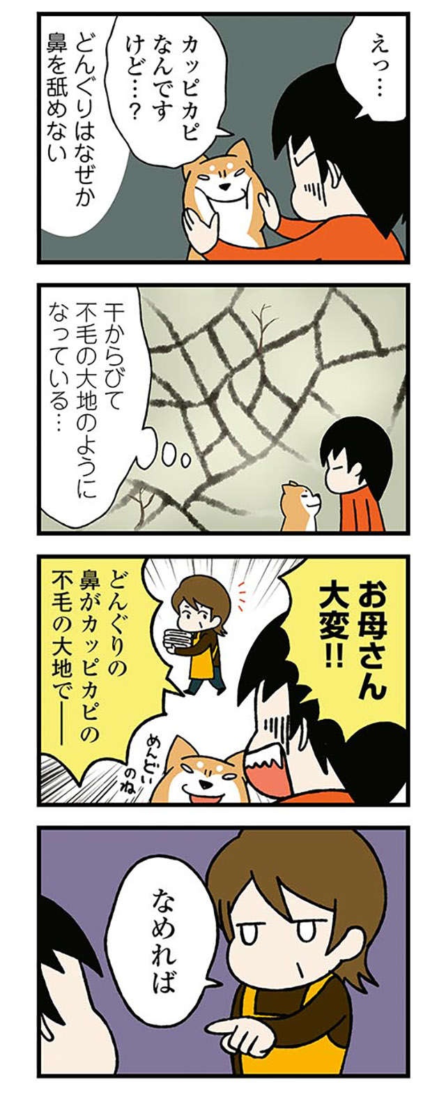 鼻がカッピカピな愛犬。飼い主が濡らそうとしたら「とんでもないこと」に!? ／ドヤ顔柴犬どんぐり（4）
