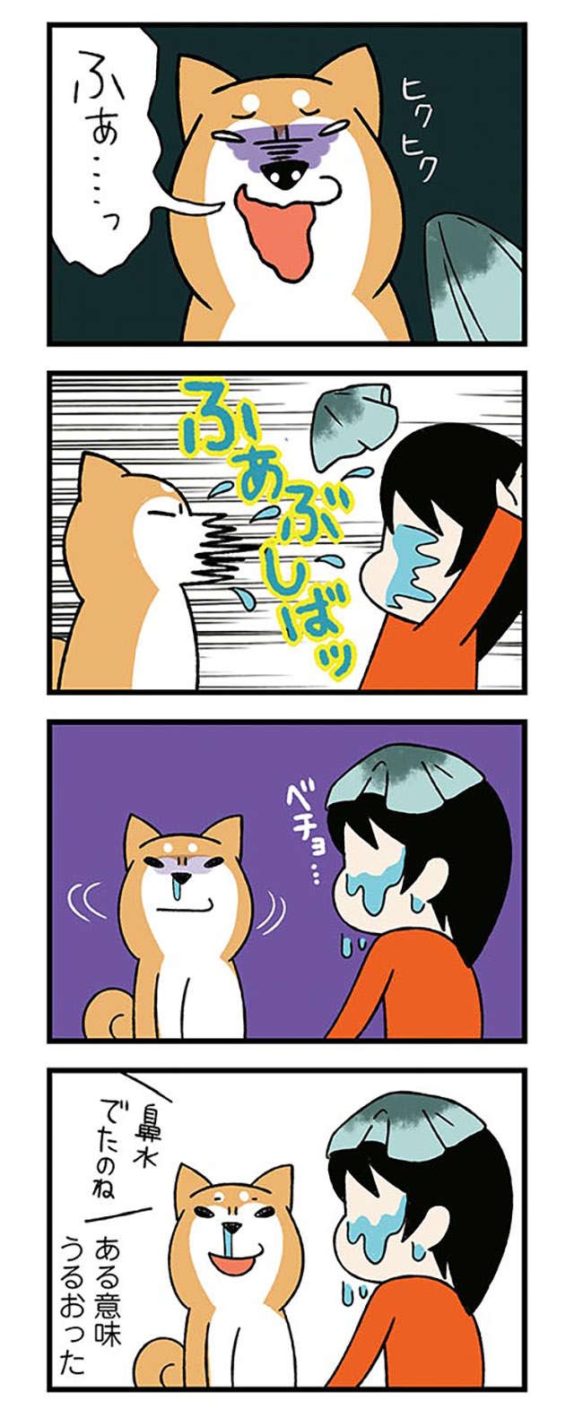 鼻がカッピカピな愛犬。飼い主が濡らそうとしたら「とんでもないこと」に!? ／ドヤ顔柴犬どんぐり（7）