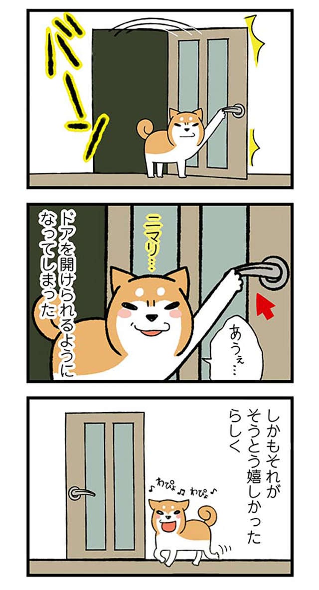 家では「あわわ～」と鳴く愛犬。動物病院で猫をかぶった結果、先生が「一言」／ドヤ顔柴犬どんぐり（3）