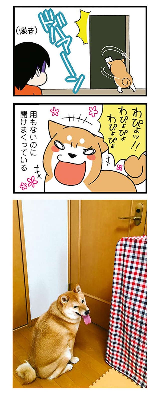 家では「あわわ～」と鳴く愛犬。動物病院で猫をかぶった結果、先生が「一言」／ドヤ顔柴犬どんぐり（4）