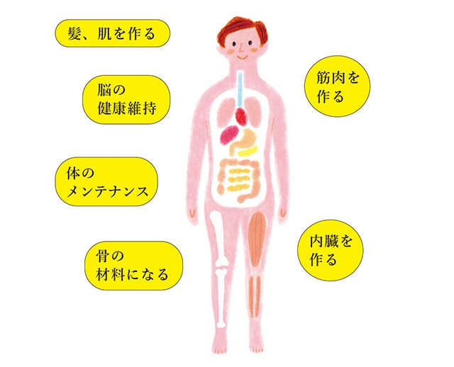 その不調の原因、たんぱく質の不足かも？ 年齢を重ねるほど重要になる「たんぱく質の摂り方」（1）