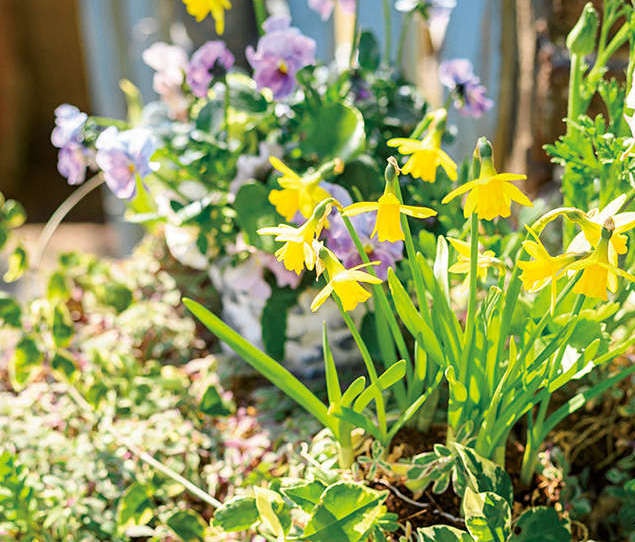 陽だまりに、もう早春の花庭／暮らしの晴れ間（1）