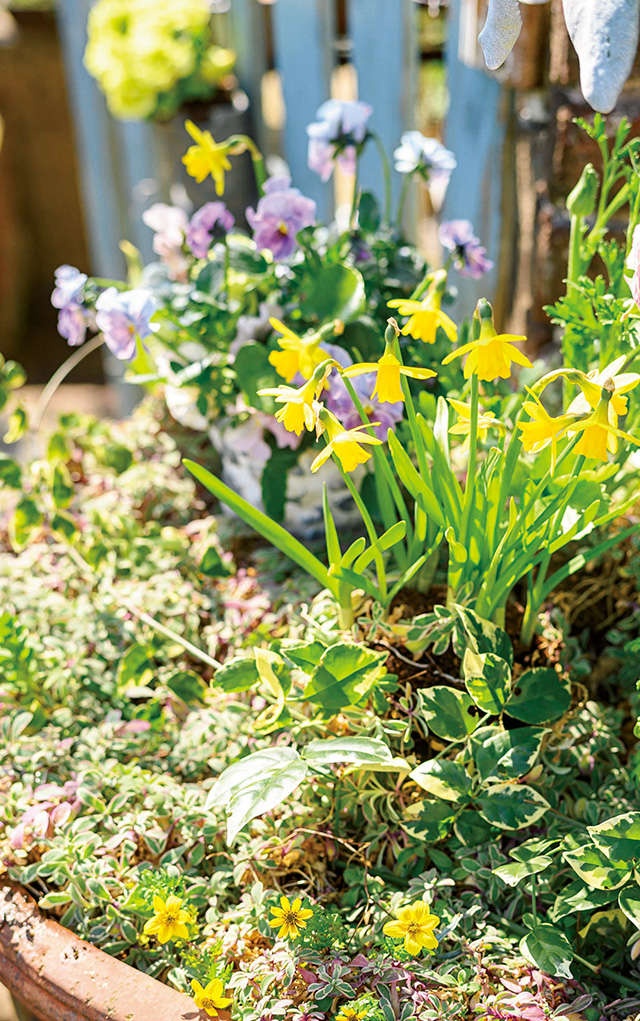 陽だまりに、もう早春の花庭／暮らしの晴れ間（3）