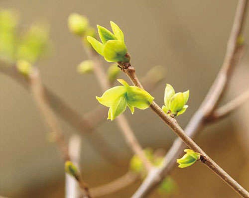 日々をゆったりと楽しむ人気ガーデナーの暮らしを拝見！ 「植物の芽吹きに力をもらう3月」（4）