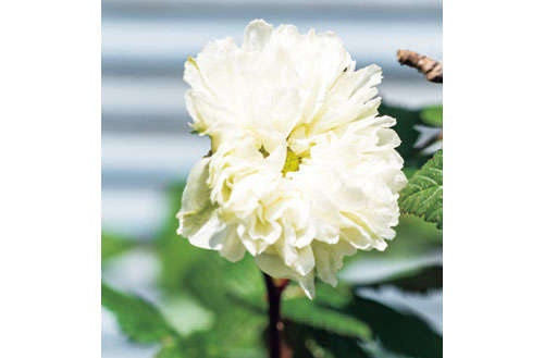 人気ガーデナー・水谷昭美さんの暮らしを拝見！「春の庭には百花百色、こころときめく季節です」（6）