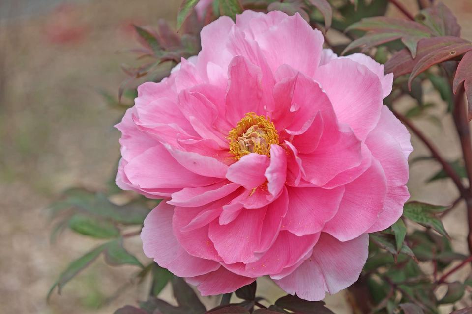  【らんまん】植物を愛する「天才」な主人公。その裏で「秀才」側の努力も描く本作の「美しさ」（1）