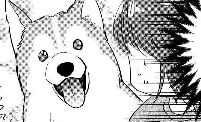 ハスキー犬といえばコワモテなイメージ。だけど我が家の愛犬はだいぶ違う!? ／猫とハスキーとハマジ1（1）