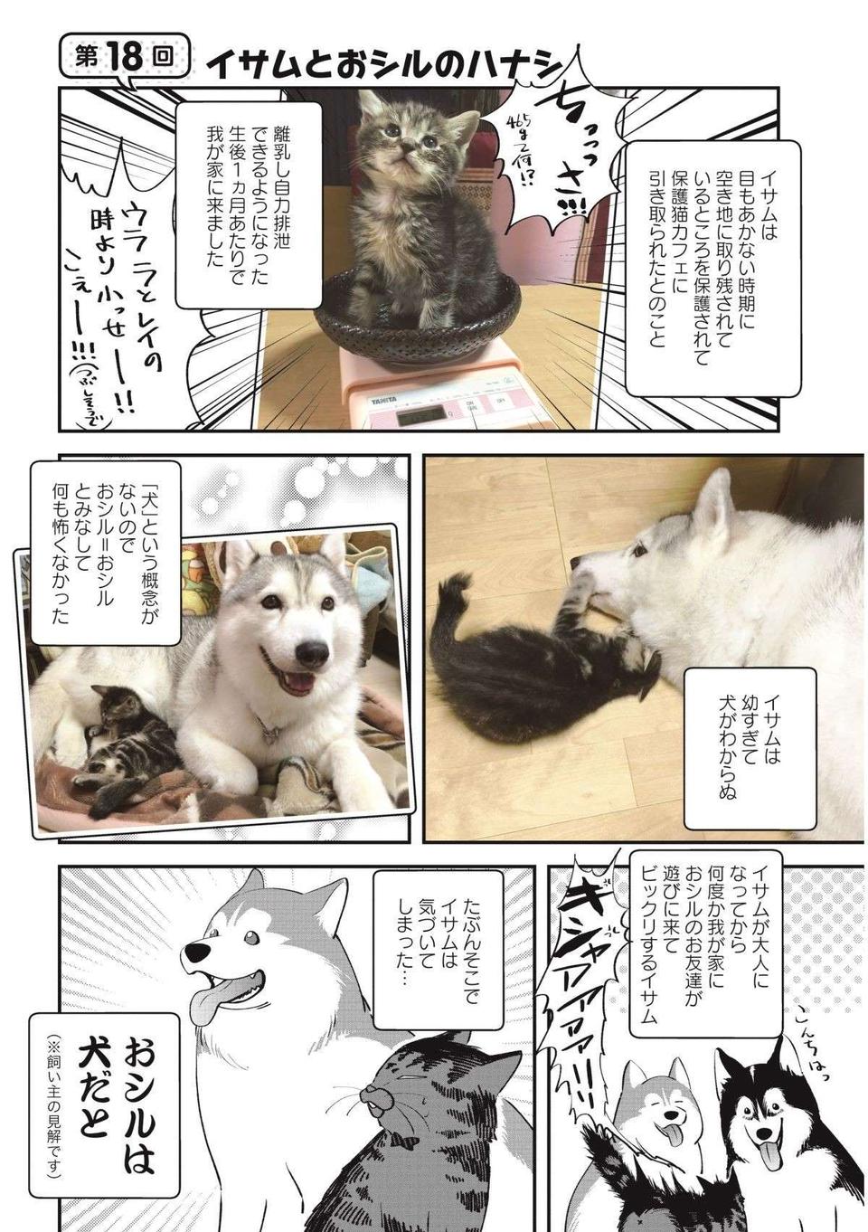 我が家のハスキーを「犬」だと思っていなかった愛猫。ある日、気づいた結果／猫とハスキーとハマジ2（2）