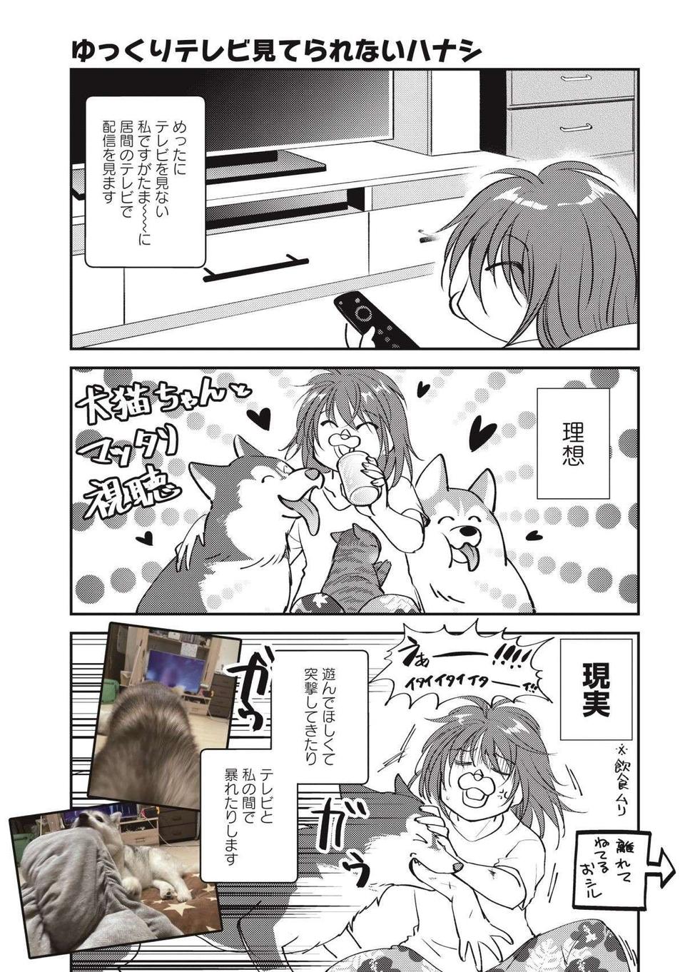 我が家のハスキーを「犬」だと思っていなかった愛猫。ある日、気づいた結果／猫とハスキーとハマジ2（5）
