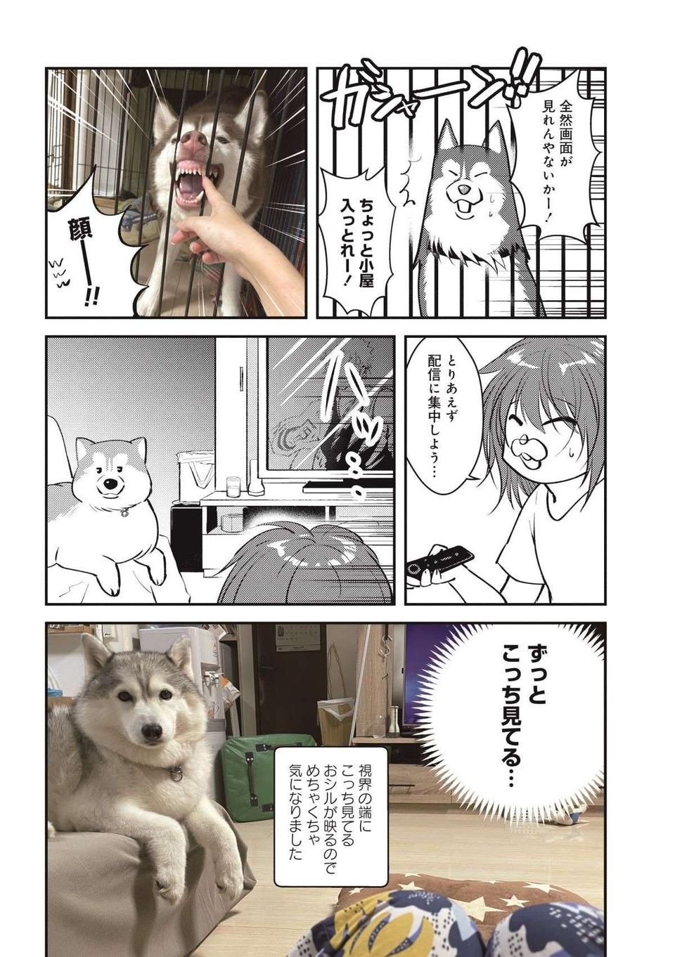我が家のハスキーを「犬」だと思っていなかった愛猫。ある日、気づいた結果／猫とハスキーとハマジ2（6）
