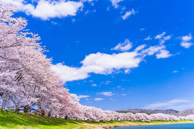  【らんまん】神木隆之介の芝居にゾクゾク...様々なバトンタッチが描かれた希望溢れる「前半の最終回」（2）