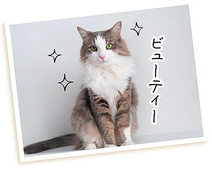 健康な猫は美しい！ 外見は心と体の健康のバロメーター／猫と幸せに暮らすための教科書（2）