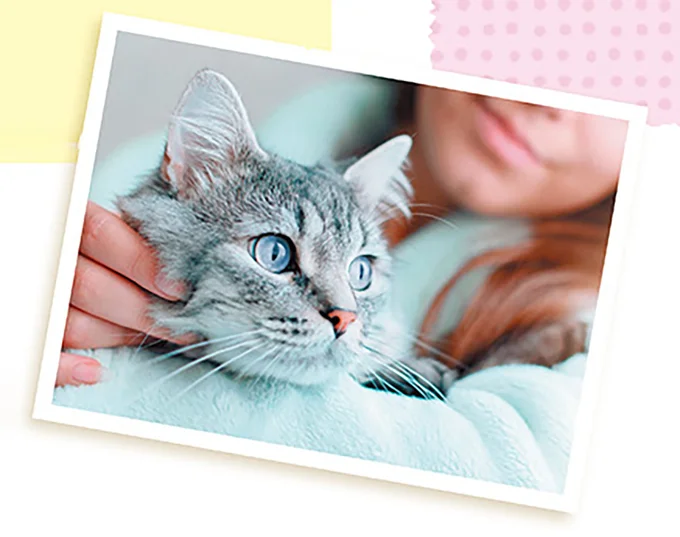 猫も人間も一緒！ ほめ言葉は猫のメンタルケアに効果的／猫と幸せに暮らすための教科書（2）