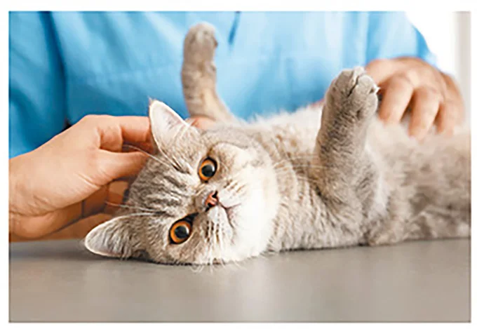 猫も人間も一緒！ ほめ言葉は猫のメンタルケアに効果的／猫と幸せに暮らすための教科書（4）