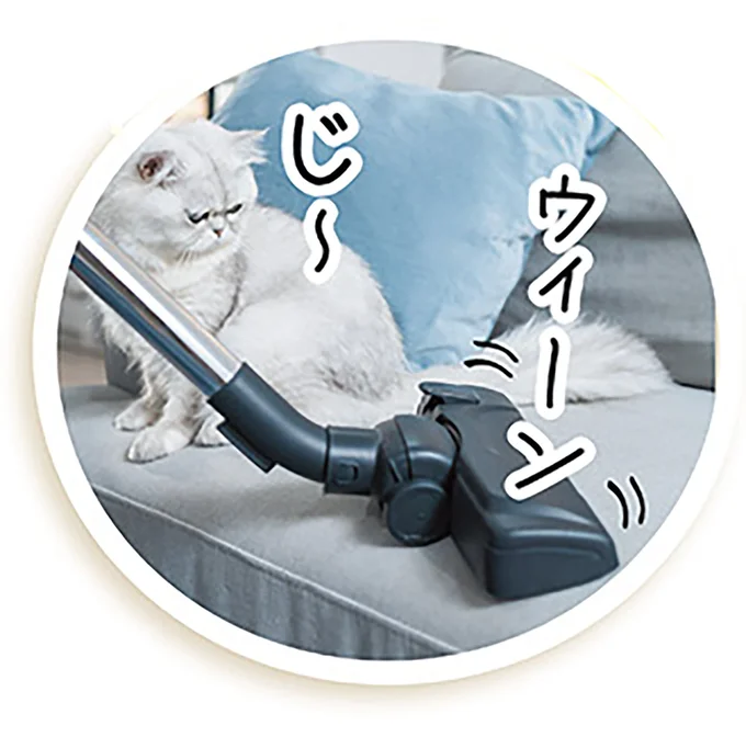 猫アレルギーの原因となる物質第1位は？対策になる掃除のアイデア／猫と幸せに暮らすための教科書（2）