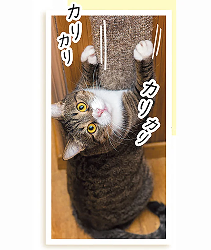 猫の「心の健康」にも影響していた！ 爪研ぎのヒミツ／猫と幸せに暮らすための教科書（2）
