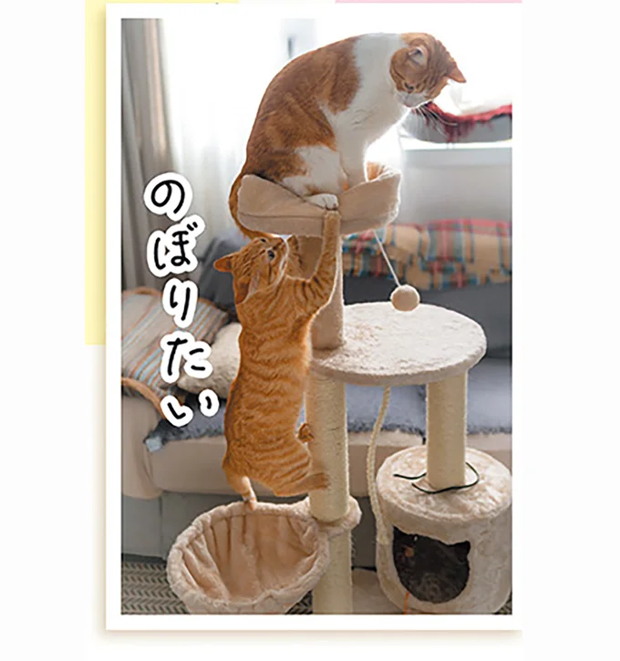 猫の「心の健康」にも影響していた！ 爪研ぎのヒミツ／猫と幸せに暮らすための教科書（4）