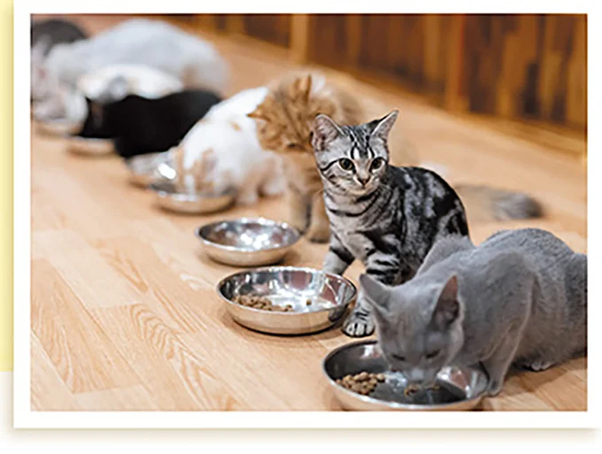 猫の多頭飼いではゾーン分けを。慎重に相性を見極めよう／猫と幸せに暮らすための教科書（2）