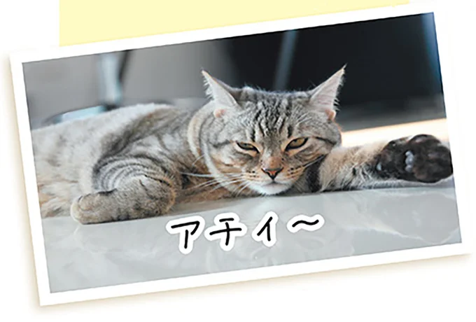猫の多頭飼いではゾーン分けを。慎重に相性を見極めよう／猫と幸せに暮らすための教科書（4）