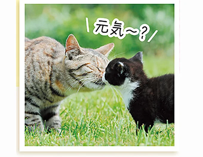 愛猫が飼い主に鼻をつけてクンクン...じつは猫なりの「理由」があった！／猫と幸せに暮らすための教科書（2）