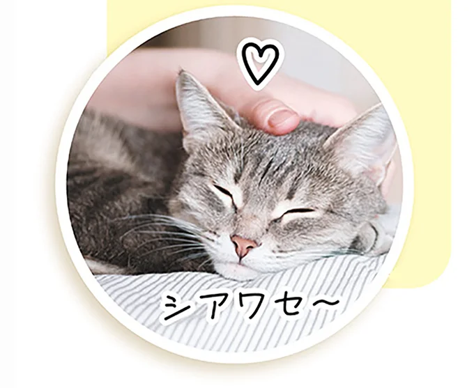 愛猫が飼い主に鼻をつけてクンクン...じつは猫なりの「理由」があった！／猫と幸せに暮らすための教科書（4）