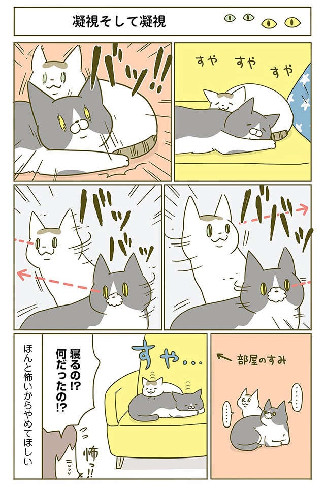 「ほんとに怖いからやめて」猫にまつわる怖い話／うちの猫がまた変なことしてる。2（2）