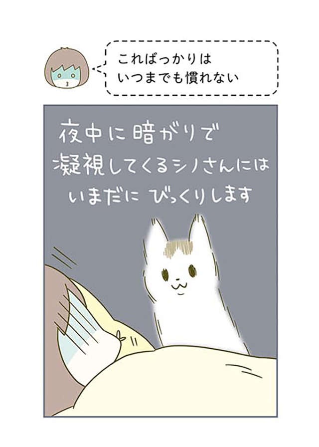 「ほんとに怖いからやめて」猫にまつわる怖い話／うちの猫がまた変なことしてる。2（4）