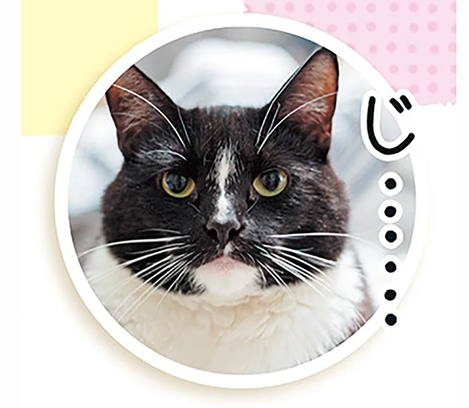 愛猫は何を考えているの...？ 飼い主をジッと見つめる猫の「要求」／猫と幸せに暮らすための教科書（2）