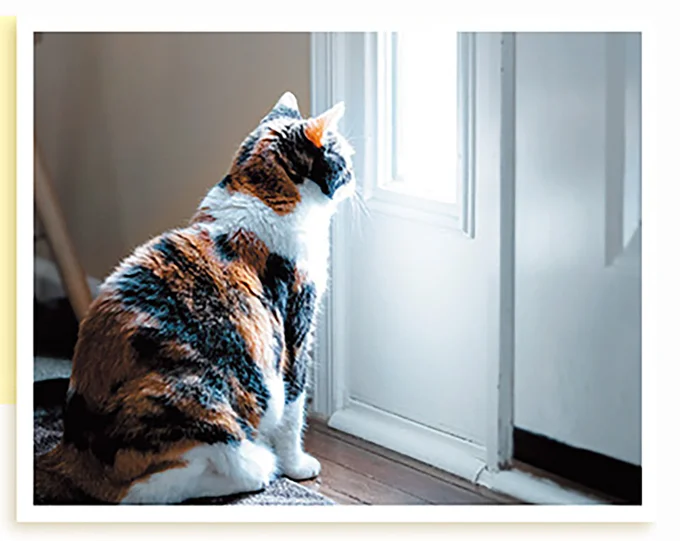 愛猫は何を考えているの...？ 飼い主をジッと見つめる猫の「要求」／猫と幸せに暮らすための教科書（4）