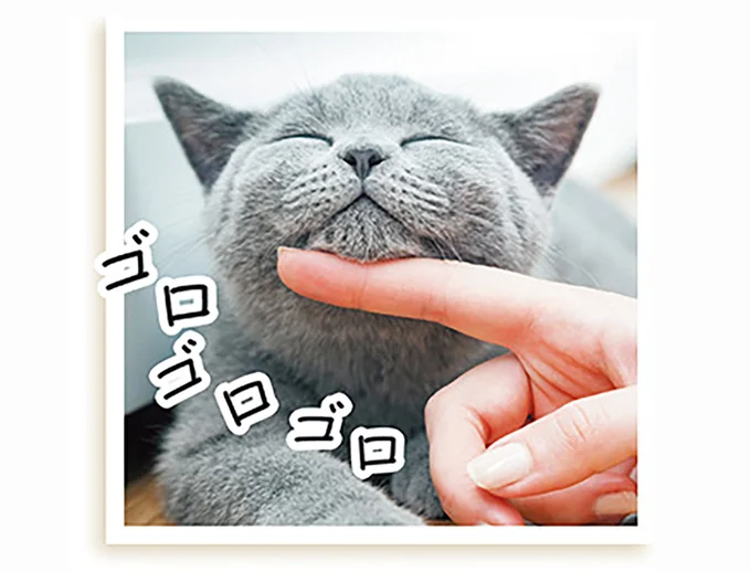 猫も人も癒される！ ゴロゴロ音は「満足してる」のメッセージ／猫と幸せに暮らすための教科書（2）