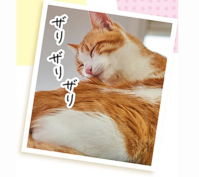猫も人も癒される！ ゴロゴロ音は「満足してる」のメッセージ／猫と幸せに暮らすための教科書（4）