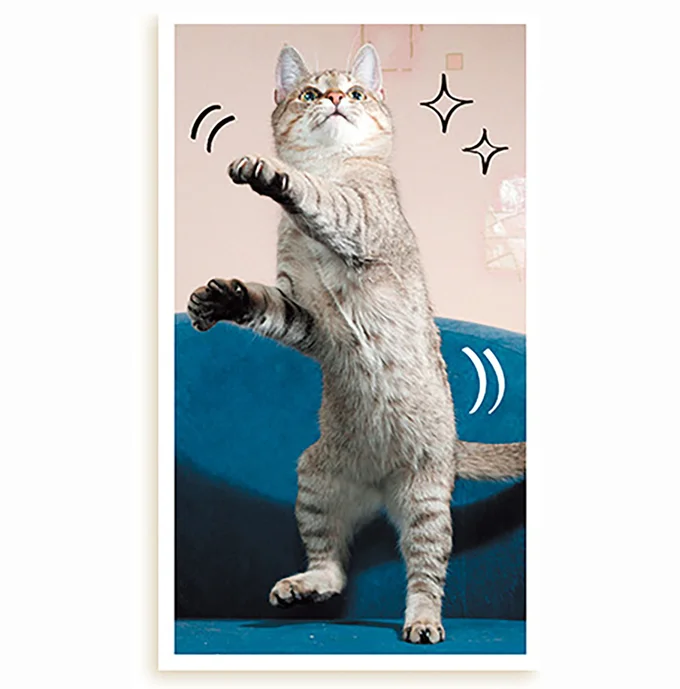 猫の理想体形を知って「肥満チェック」を！ 判断ポイントは...／猫と幸せに暮らすための教科書（2）