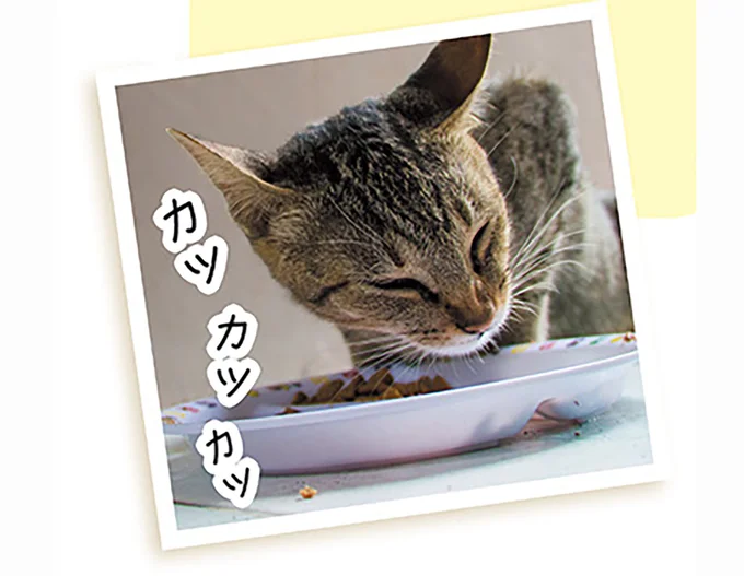猫の理想体形を知って「肥満チェック」を！ 判断ポイントは...／猫と幸せに暮らすための教科書（4）