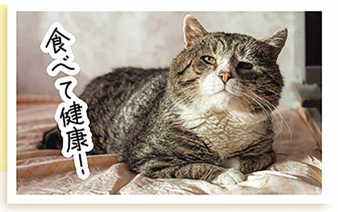 子猫に牛乳は厳禁!? ミルクもフードも子猫専用のものを与えよう／猫と幸せに暮らすための教科書（4）
